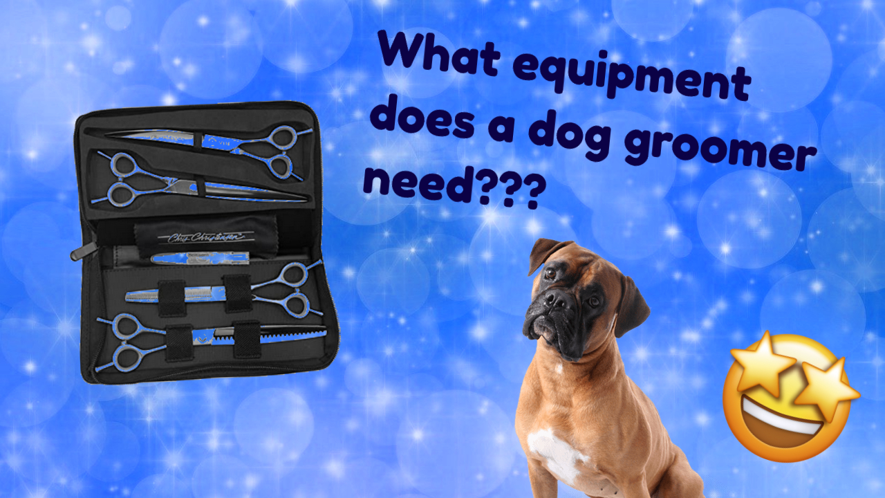 Professional Dog Grooming Equipment That Will Make You a Better Groomer