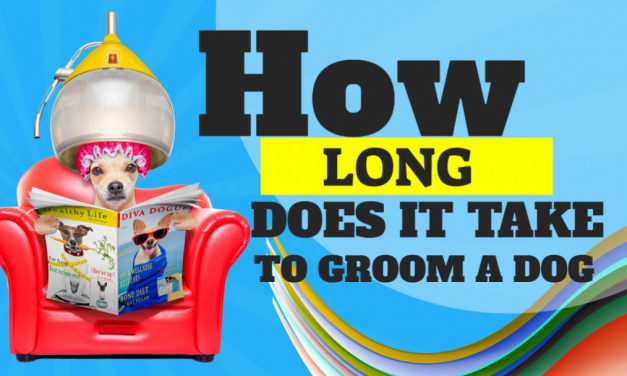 How Long Does it Take to Groom a Dirty Dog?
